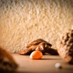 ostéopathe perpignan